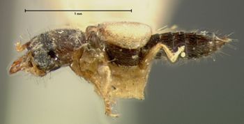 Media type: image;   Entomology 6553 Aspect: habitus lateral view